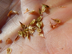 Carex straminiformis