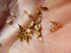 Carex straminiformis