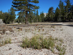 Carex straminiformis
