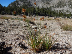 Carex straminiformis