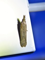 Dichomeris ligulella