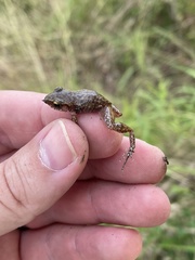 Eleutherodactylus campi