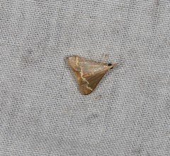 Clupeosoma pellucidalis