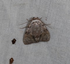 Barasa cymatistis