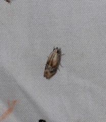 Cavipalpia argentilavella