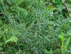 Achyranthes longifolia