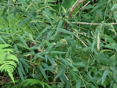 Achyranthes longifolia