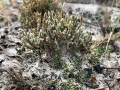 Selaginella arenicola
