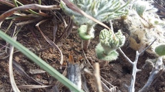 Eriospermum dregei