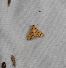 Dichocrocis erixantha