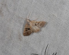 Dichromodes mesotoma