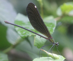 Matrona nigripectus