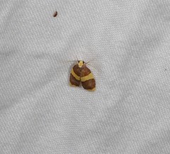 Heterallactis phlogozona