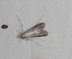 Euclasta maceratalis