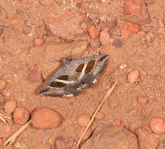 Grammodes quaesita