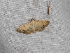 Herpetogramma cynaralis