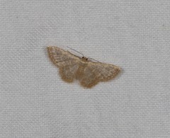 Idaea simplex