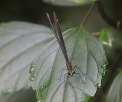 Matrona nigripectus