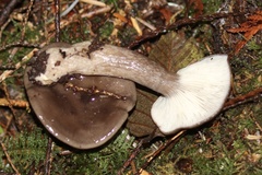 Lactarius pseudomucidus