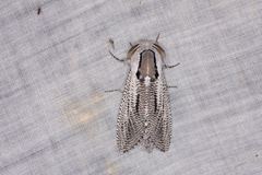 Endoxyla punctifimbria