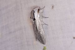 Endoxyla punctifimbria