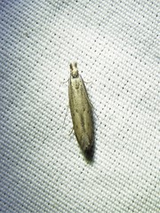 Isophrictis trimaculella