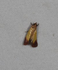 Nephopterix chryserythra