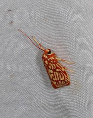 Lactura erythractis