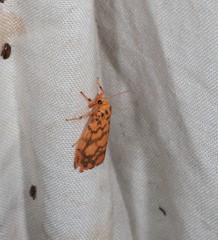 Miltochrista quadrilineata