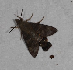 Macroglossum vacillans