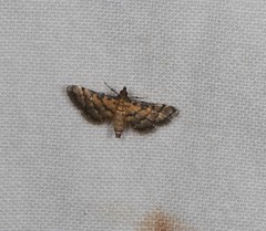 Metasia polytima
