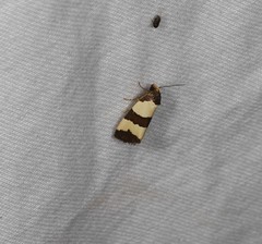 Micrapatetis orthozona