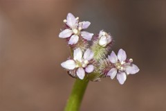 Trachymene cyanopetala