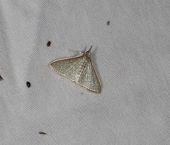 Myrmidonistis hoplora