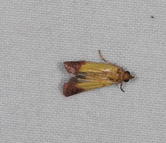 Nephopterix chryserythra