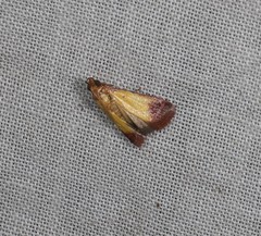 Nephopterix chryserythra