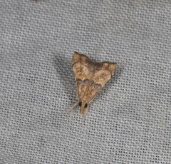 Ptychopseustis eutacta