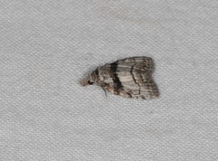 Nola poliophasma