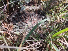Mammillaria zephyranthoides