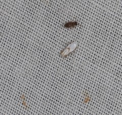 Opostegoides gephyraea