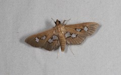 Omiodes odontosticta