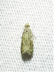 Helcystogramma chambersella