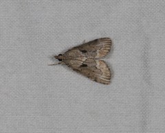 Otiophora clavifera