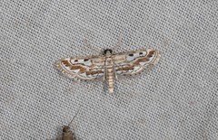 Parapoynx dentizonalis