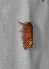 Pseudanapaea denotata