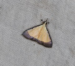 Pseudonoorda metalloma