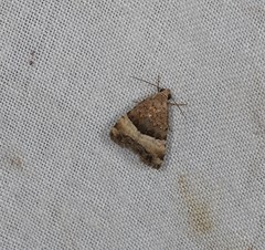 Pseudozarba orthopetes