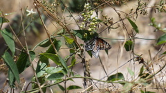 Danaus gilippus candidus