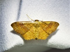 Leptostales ferruminaria