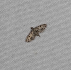 Sufetula hemiophthalma